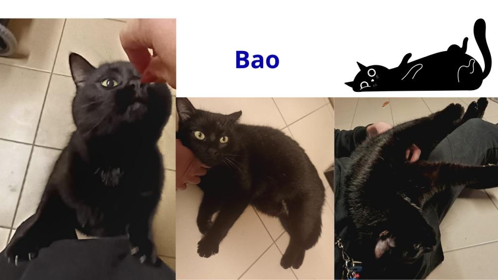 Promenades canines personnalisées et visites à domicile Promenades canines personnalisées et visites à domicile