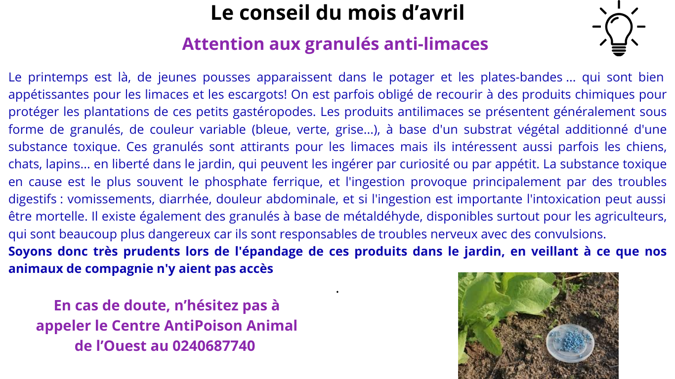 Pet sitter à Nantes : Promenades et visites à domicile pour vos animaux Pet sitter à Nantes : Promenades et visites à domicile pour vos animaux