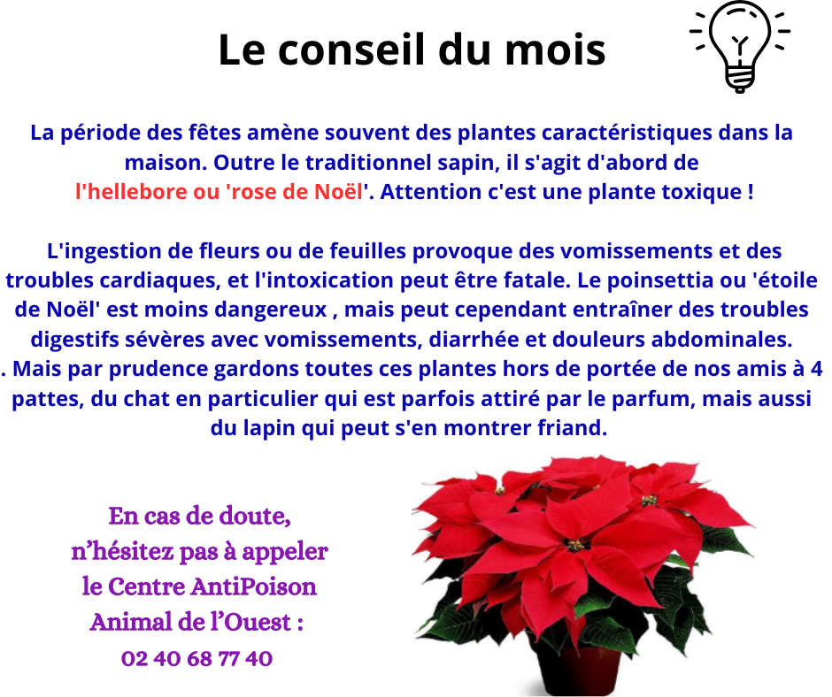 Promenades canines personnalisées et visites à domicile Promenades canines personnalisées et visites à domicile