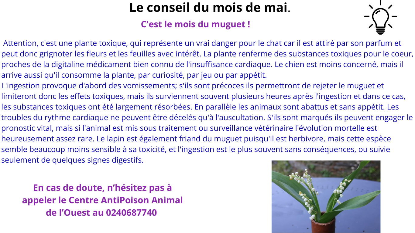 Pet sitter à Nantes : Promenades et visites à domicile pour vos animaux Pet sitter à Nantes : Promenades et visites à domicile pour vos animaux