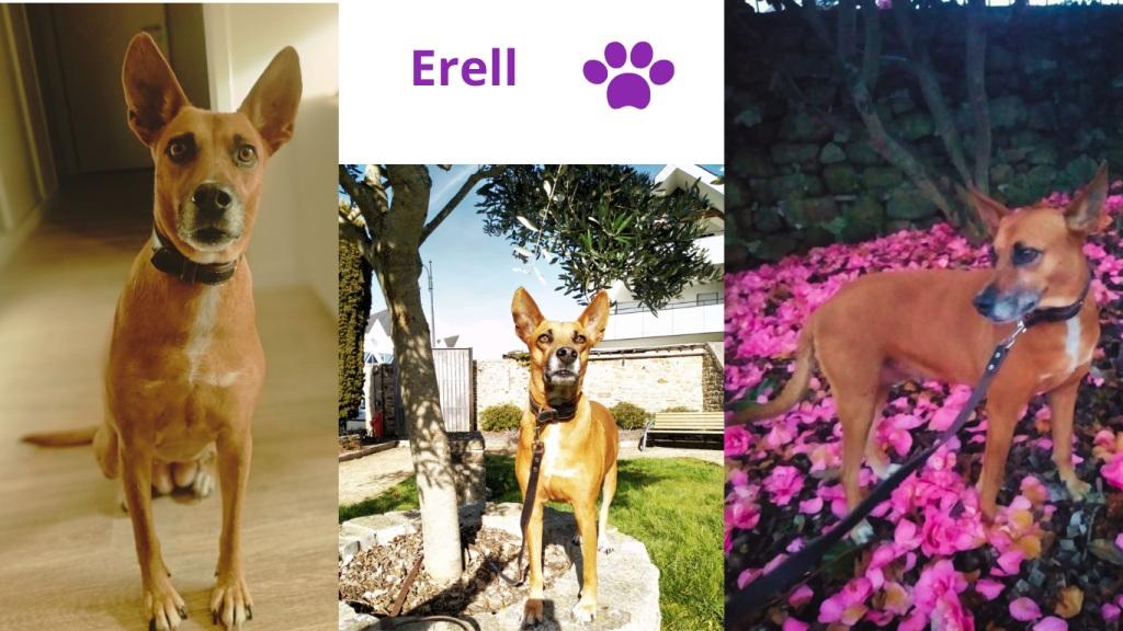 Promenades canines personnalisées et visites à domicile Promenades canines personnalisées et visites à domicile