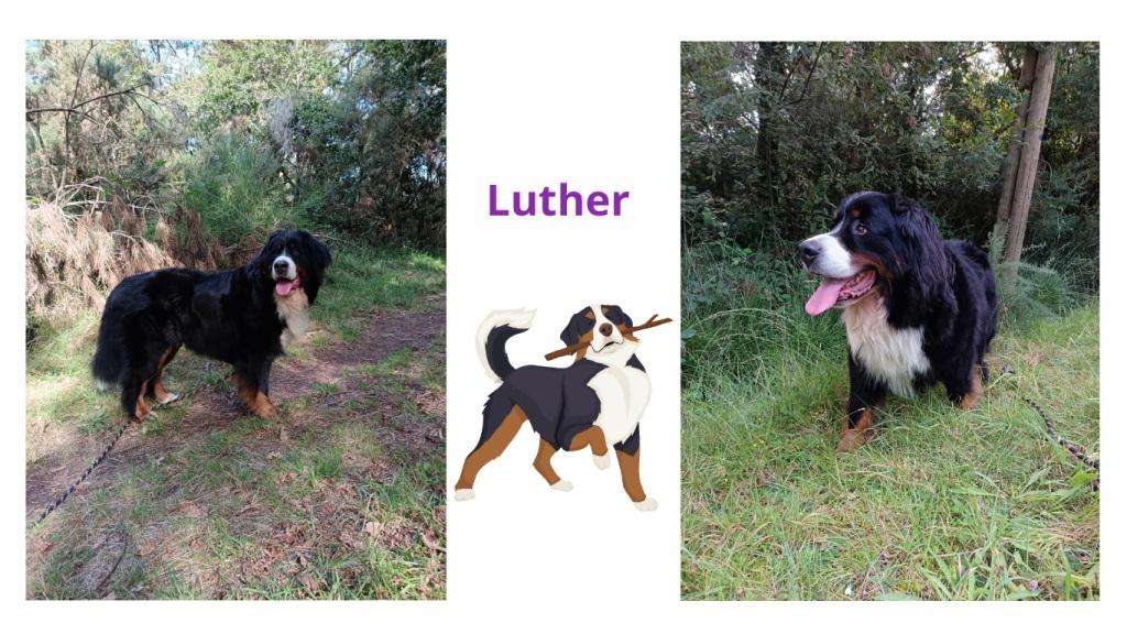 Promenades canines personnalisées et visites à domicile Promenades canines personnalisées et visites à domicile