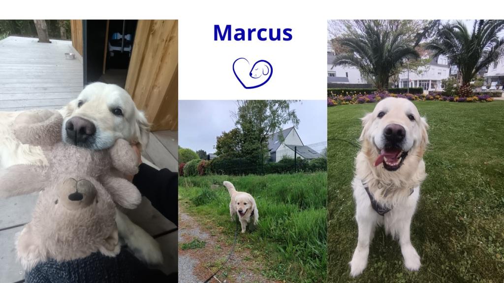 Promenades canines personnalisées et visites à domicile Promenades canines personnalisées et visites à domicile