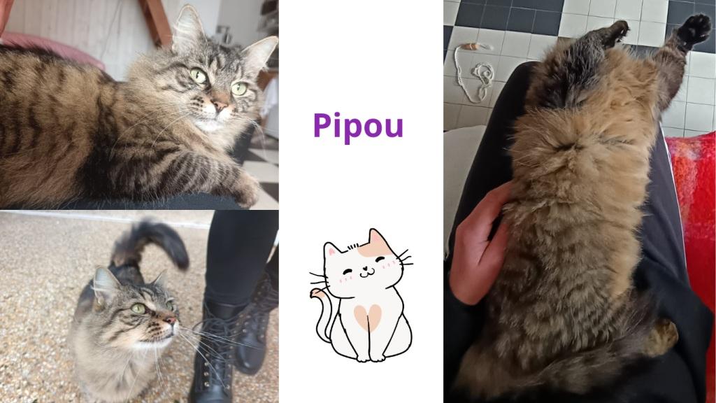 Promenades canines personnalisées et visites à domicile Promenades canines personnalisées et visites à domicile