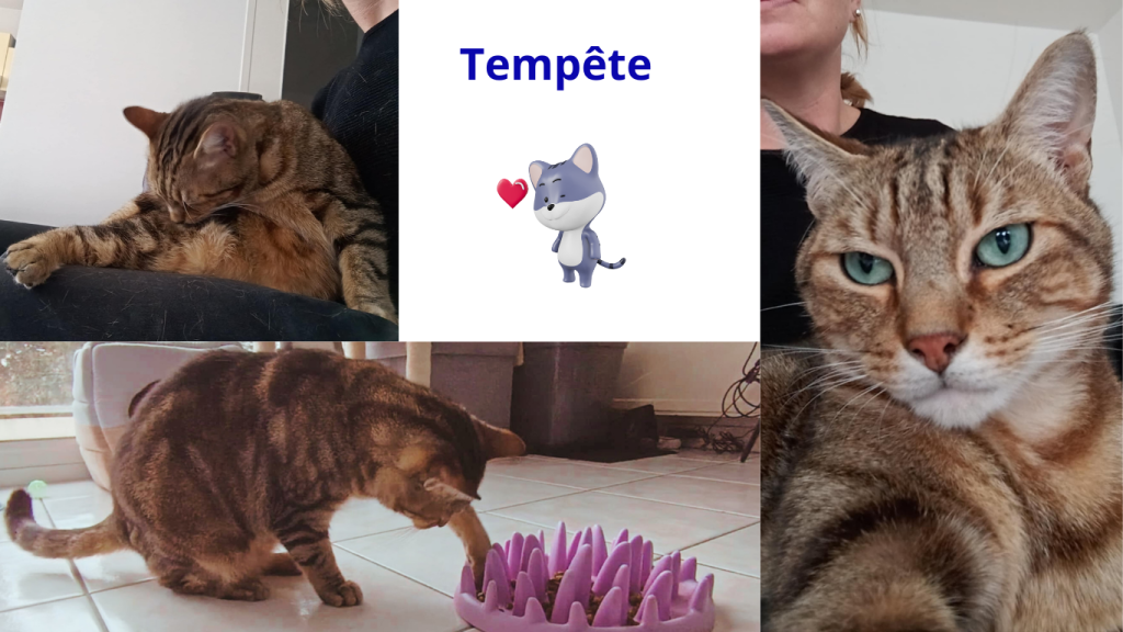 Promenades canines personnalisées et visites à domicile Promenades canines personnalisées et visites à domicile