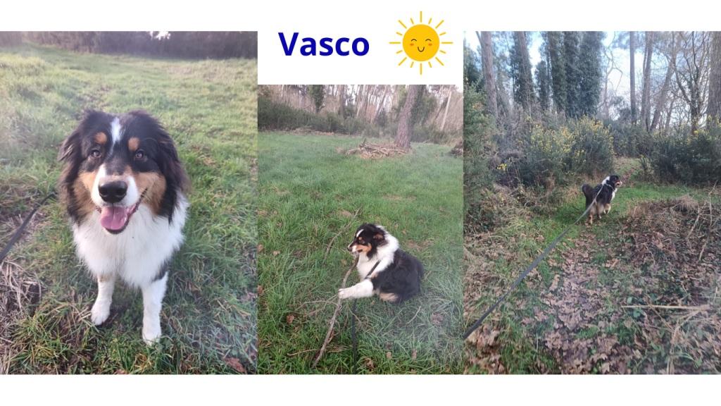 Promenades canines personnalisées et visites à domicile Promenades canines personnalisées et visites à domicile